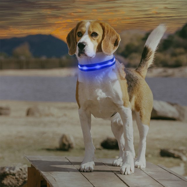 LED Dog Collar thumbnail 9
